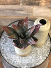 Aloe Succulent Pick - Allure Boutique WY