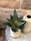 Aloe Succulent Pick - Allure Boutique WY