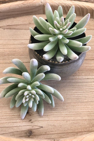 Faux Finger Succulent Pick - Allure Boutique WY