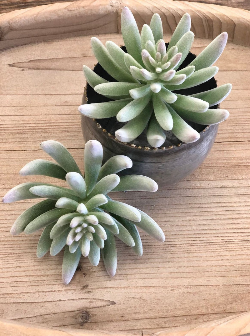 Faux Finger Succulent Pick - Allure Boutique WY